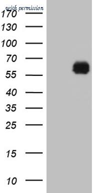 OriGene CF810314 image 1