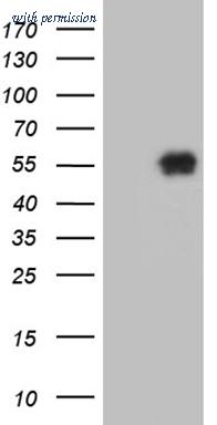 OriGene CF810315 image 1