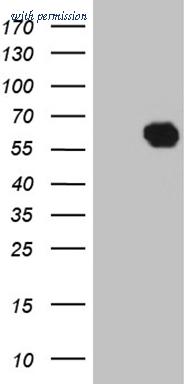 OriGene CF810316 image 1