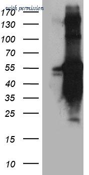 OriGene CF810317 image 1