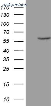 OriGene CF810318 image 1