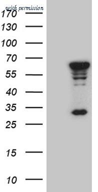 OriGene CF810320 image 1