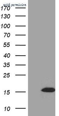 OriGene CF810382 image 1