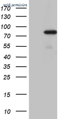 OriGene CF810383 image 1