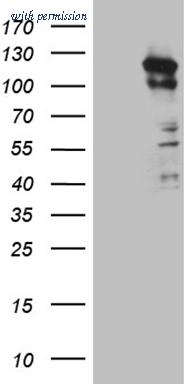 OriGene CF810388 image 1