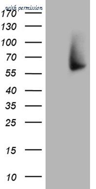 OriGene CF810418 image 1