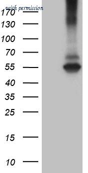 OriGene CF810424 image 1
