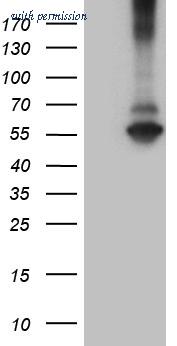 OriGene CF810425 image 1