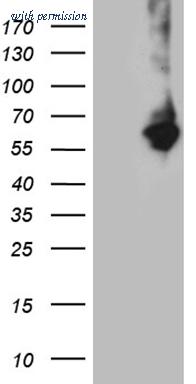 OriGene CF810426 image 1