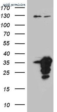 OriGene CF810428 image 1