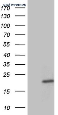 OriGene CF810460 image 1