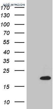 OriGene CF810461 image 1