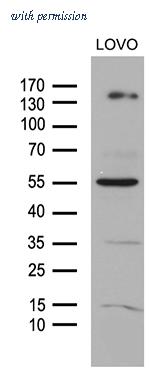 OriGene CF810476 image 1