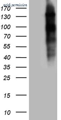 OriGene CF810479 image 1