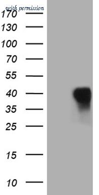 OriGene CF810480 image 1
