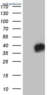 OriGene CF810481 image 1