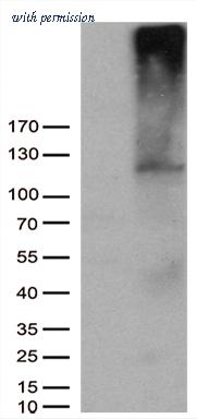 OriGene CF810491 image 1