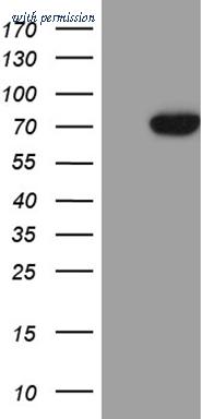 OriGene CF810494 image 1