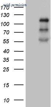 OriGene CF810496 image 1