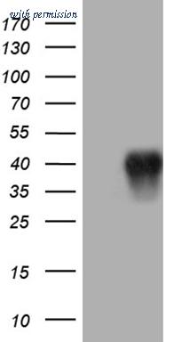 OriGene CF810502 image 1
