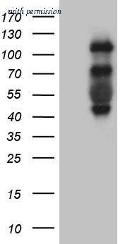 OriGene CF810507 image 1