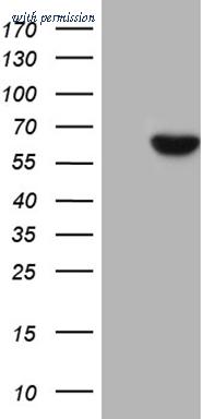 OriGene CF810531 image 1