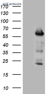 OriGene CF810532 image 1