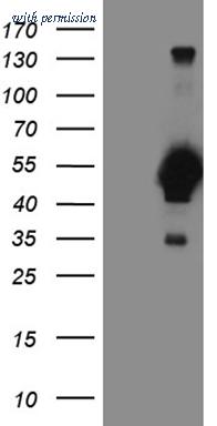 OriGene CF810544 image 1