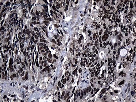 OriGene CF810556 image 1