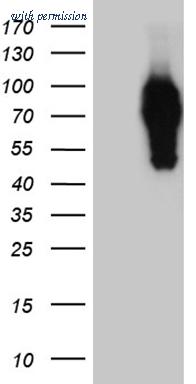 OriGene CF810590 image 1