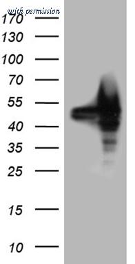 OriGene CF810628 image 1