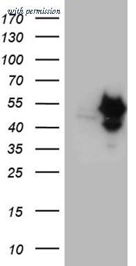 OriGene CF810632 image 1