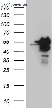 OriGene CF810633 image 1