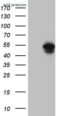 OriGene CF810639 image 1
