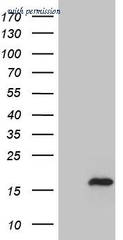 OriGene CF810647 image 1