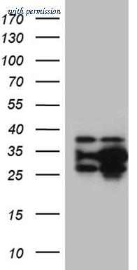 OriGene CF810656 image 1