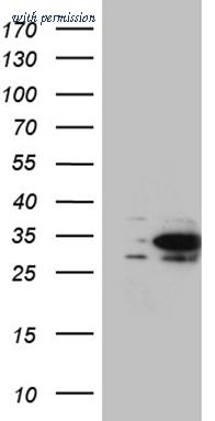 OriGene CF810660 image 1