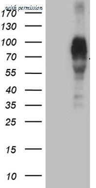 OriGene CF810665 image 1