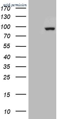 OriGene CF810669 image 1