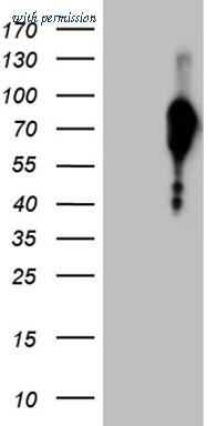 OriGene CF810676 image 1