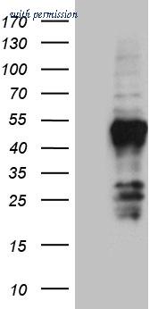 OriGene CF810704 image 1