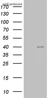 OriGene CF810705 image 1