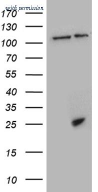 OriGene CF810770 image 1
