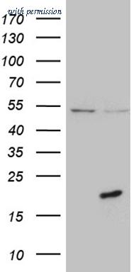 OriGene CF810771 image 1