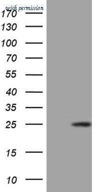 OriGene CF810792 image 1