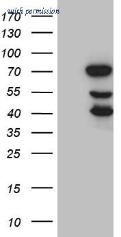 OriGene CF810797 image 1