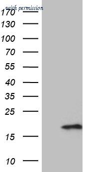 OriGene CF810806 image 1