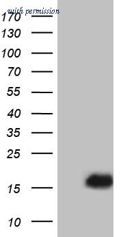 OriGene CF810807 image 1