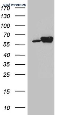 OriGene CF810841 image 1
