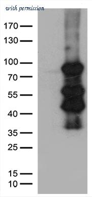 OriGene CF810843 image 1